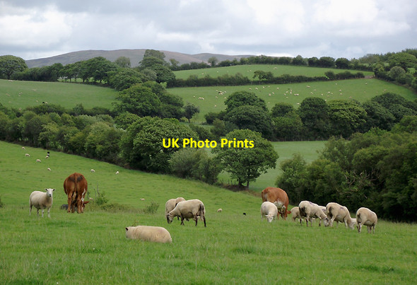 Photo 6"x4" Pasture  near Olmarch, Ceredigion Cockshead c2011