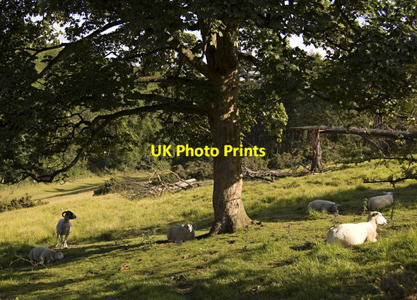 Photo 6"x4" Resting sheep in Welton Dale Welton\/SE9627 c2011