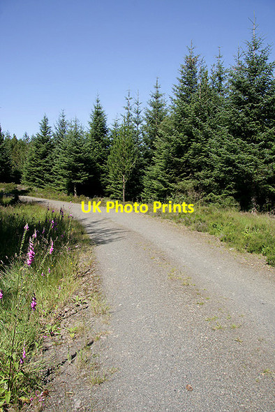 Photo 6"x4" A forestry road in Garcrogo Plantation Corsock\/NX7576 c2011
