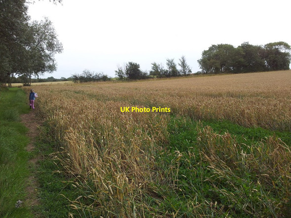 Photo 6"x4" Footpath and wheat fields Ellough c2011