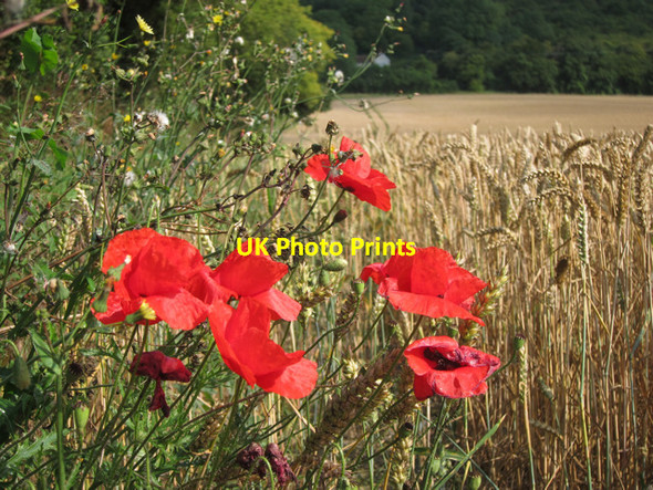 Photo 6"x4" Poppies by Wheat field Addington\/TQ6559 c2011