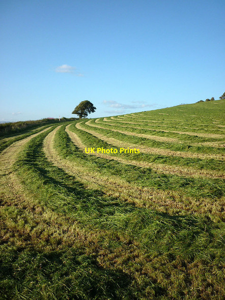 Photo 6"x4" Freshly cut grass crop near Melling Arkholme c2011
