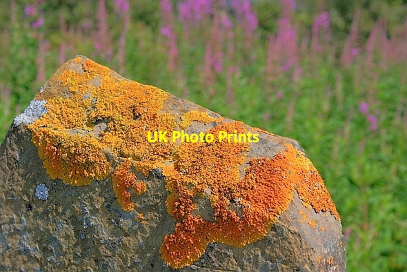 Photo 6"x4" Lichen on Stone Post Milton\/NN5001 c2011