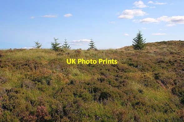 Photo 6"x4" Self Sown Trees on Creag Dhubh Aberfoyle c2011