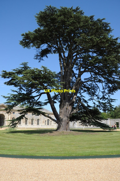Photo 6"x4" Cedar at Woburn Abbey Froxfield\/SP9733 c2011