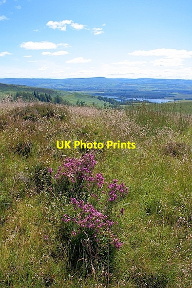 Photo 6"x4" Bell Heather, Menteith Hills Port of Menteith c2011