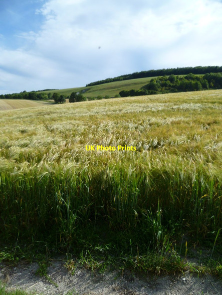 Photo 6"x4" Ripening barley close to South Stoke Farm Arundel c2011