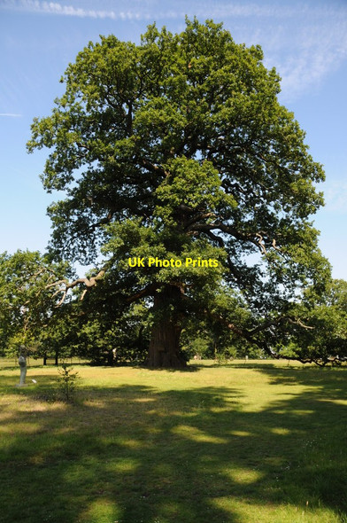 Photo 6"x4" Oak tree in gardens at Woburn Abbey Church End\/SP9832 c2011