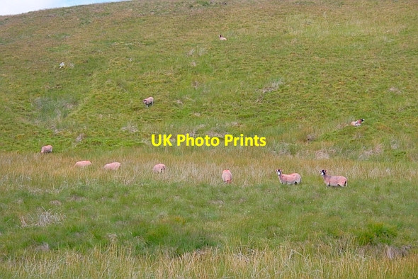 Photo 6"x4" Red Sheep on Stoops Moss Stone House\/SD7785 c2011