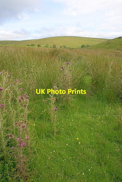 Photo 6"x4" Rough Pasture at Carrs Ribble Head\/SD7779 c2011