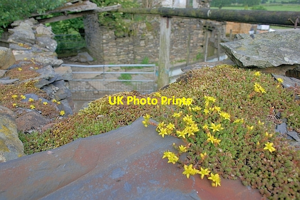 Photo 6"x4" Biting Stonecrop Foredale c2011