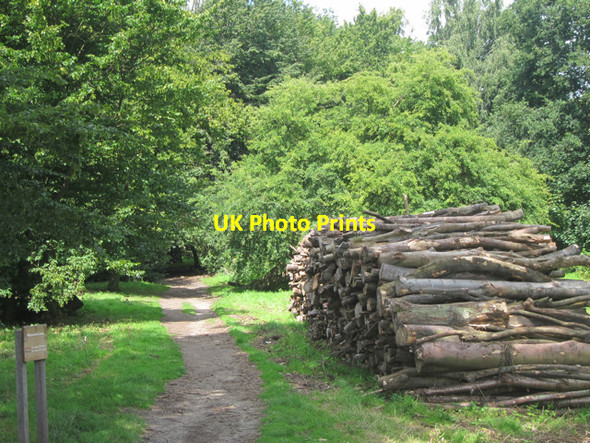 Photo 6"x4" Ashenbank Wood Cobham\/TQ6768 c2011
