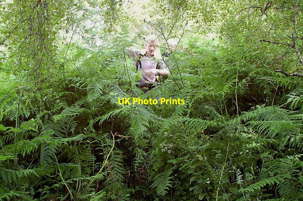 Photo 6"x4" Man-eating bracken, Birky Side Borthwick c2011