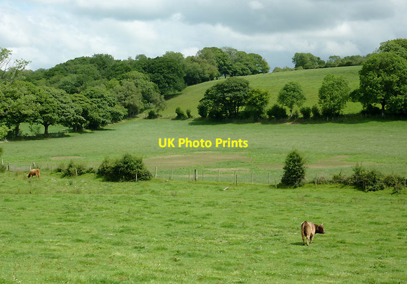 Photo 6"x4" Grazing near Olmarch, Ceredigion Cockshead c2011