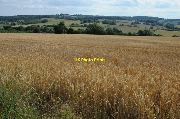 Photo 6"x4" View to Yatton Wood Lyne Down c2011
