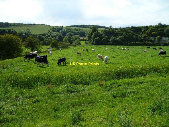 Photo 6"x4" Cattle by the River Arun south of South Stoke Arundel c2011