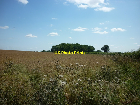 Photo 6"x4" Looking towards Smearholme Wood Burneston c2011