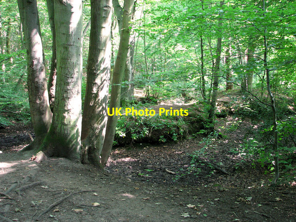 Photo 6"x4" Dry pond in Belmore Plantation, Thorpe St Andrew Thorpe End c2011