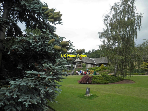 Photo 6"x4" RHS Harlow Carr gardens Harrogate c2011