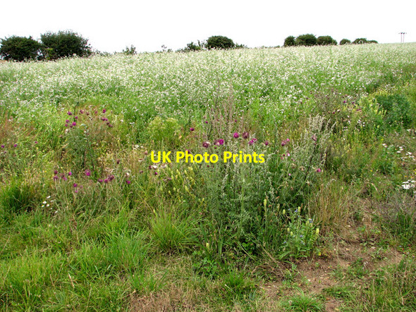 Photo 6"x4" Set-aside field by Scarboro' Wood, Burnham Thorpe Burnham Thorpe c2011