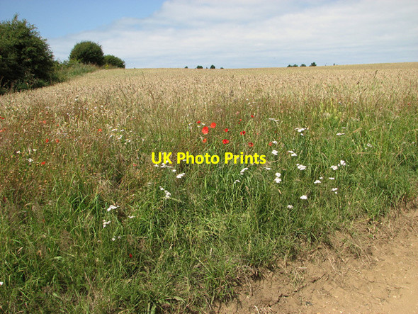 Photo 6"x4" Barley and wild flowers beside the path to Lucas Hill Wood, Burnham Thorpe Burnham Thorpe c2011