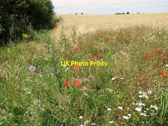 Photo 6"x4" Wild flowers growing along a field's edge, Burnham Thorpe Burnham Thorpe c2011