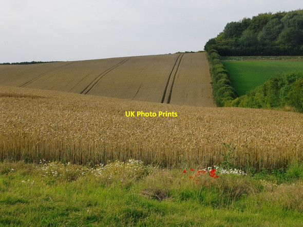 Photo 6"x4" Ripening wheat Longstock c2011