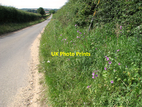 Photo 6"x4" Wild flowers beside the lane to Burnham Thorpe Burnham Thorpe c2011