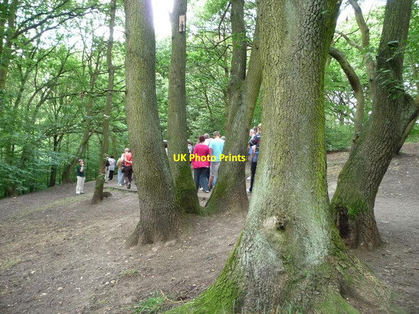 Photo 6"x4" Coppiced oak, Judy Woods Lightcliffe c2011