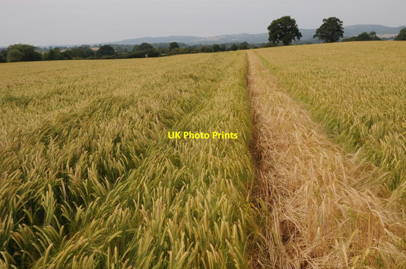 Photo 6"x4" Bridleway through a barley field Wooton\/SO5773 c2011