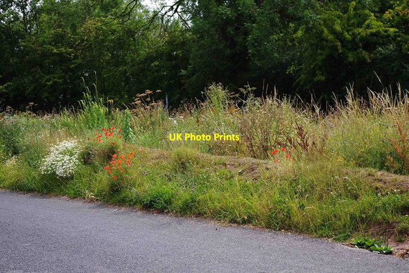 Photo 6"x4" Poppies in the roadside verge near Trimpley Holbeache c2011