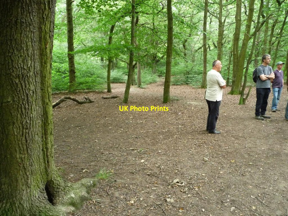 Photo 6"x4" Under the beeches, Judy Woods New Road Side\/SE1527 c2011