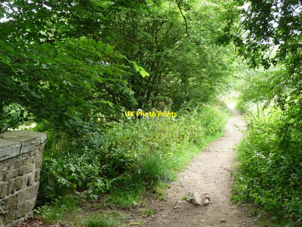 Photo 6"x4" Sowden Lane, Judy Woods New Road Side\/SE1527 c2011
