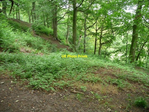 Photo 6"x4" Steep woodland, Judy Woods New Road Side\/SE1527 c2011
