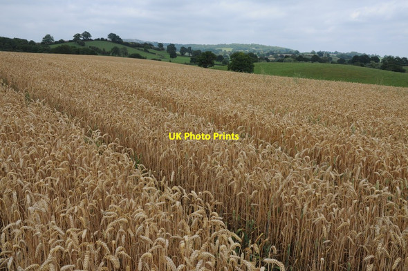Photo 6"x4" Wheatfield near Greete Greete c2011