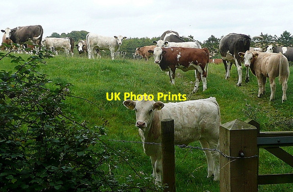 Photo 6"x4" Cattle at Ablington Ablington\/SP1007 c2011