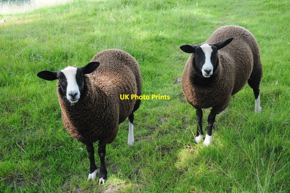 Photo 6"x4" Sheep near Hope Bagot Knowle\/SO5973 c2011