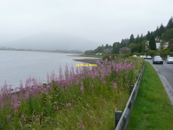 Photo 6"x4" Rosebay willow-herb on coast at Kilmun Kilmun\/NS1781 c2011