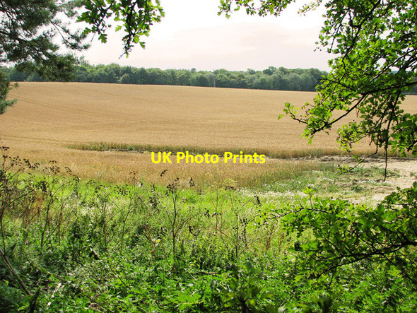 Photo 6"x4" Ripening barley west of Hanging Mire Plantation, Little Walsingham Great Walsingham c2011