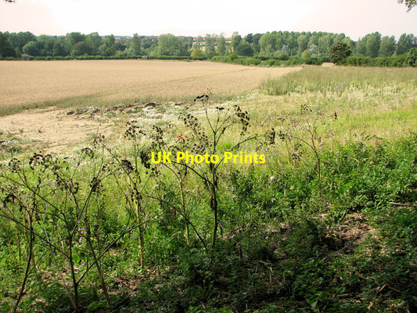 Photo 6"x4" Barley crop east of Little Walsingham Great Walsingham c2011