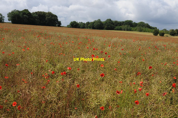 Photo 6"x4" Poppies in oil seed rape Stow-on-the-Wold c2011
