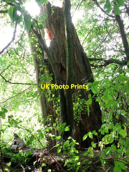 Photo 6"x4" Hollowed-out tree trunk on the edge of Alethorpe Wood Fakenham c2011