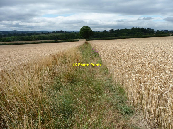 Photo 6"x4" Footpath between two wheatfields Midgley\/SE2714 c2011