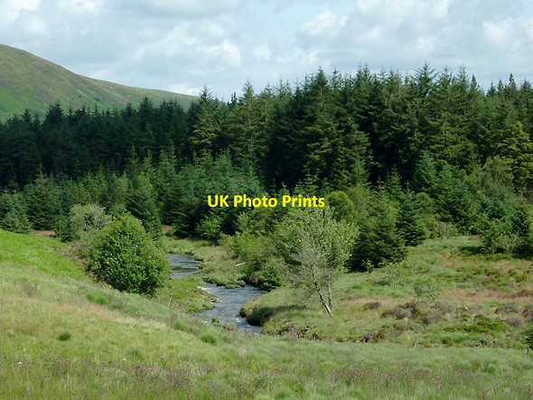 Photo 6"x4" Forest by  the Afon Tarennig north-west of Llangurig, Powyss Pont Rhydgaled c2011
