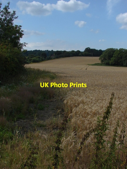 Photo 6"x4" Field near Wyke Flexford\/SU9250 c2011