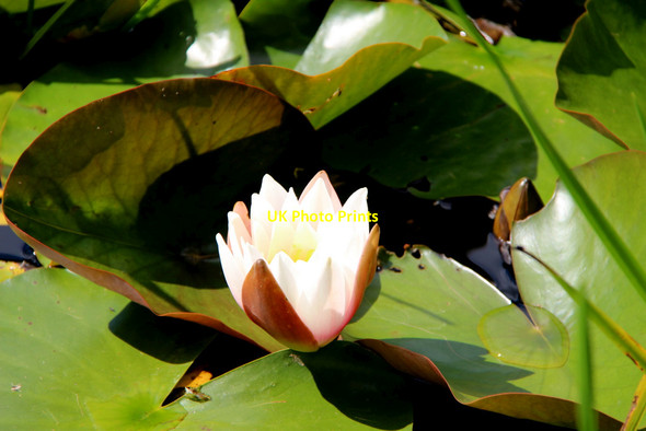Photo 6"x4" Water Lily, Powerscourt, County Wicklow, Ireland Enniskerry c2011