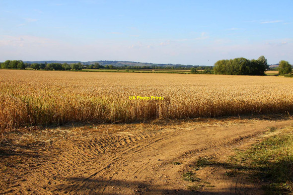 Photo 6"x4" Wheat field near Tiddington Draycot c2011