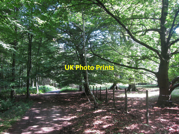 Photo 6"x4" North Down's Way through King's Wood Godmersham c2011