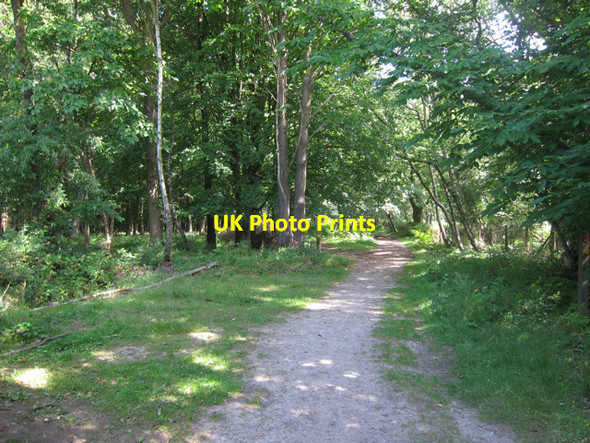 Photo 6"x4" North Down's Way through King's Wood Bilting c2011