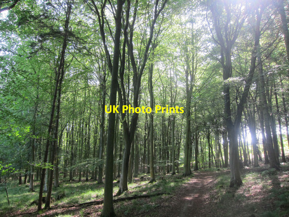 Photo 6"x4" Footpath through King's Wood Great Bower c2011